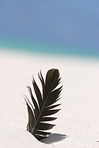 140_feather